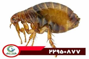 عکس حشره کک